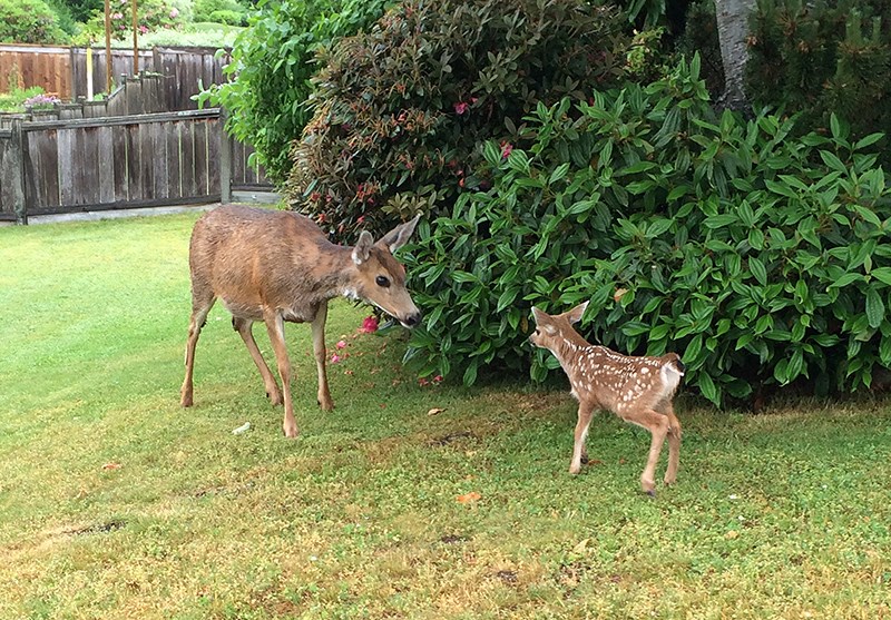 Fawn and doe