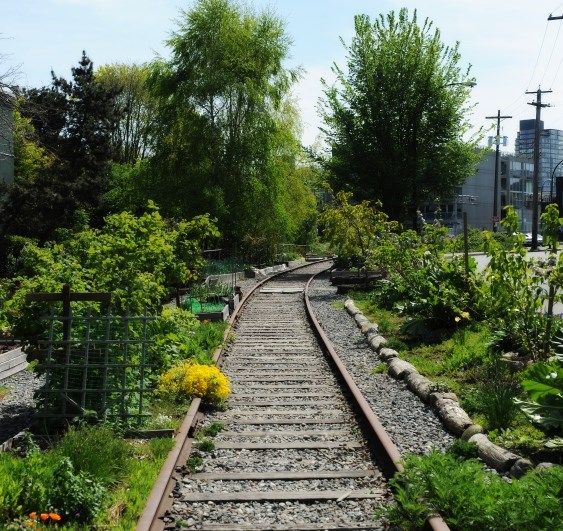 The Arbutus Corridor stretches nine kilometres. Photo Rebecca Blissett.