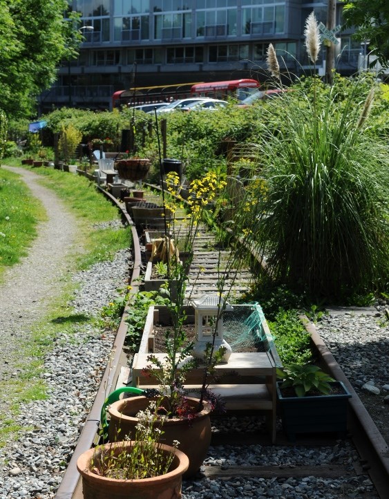 The Arbutus Corridor stretches nine kilometres. Photo Rebecca Blissett.