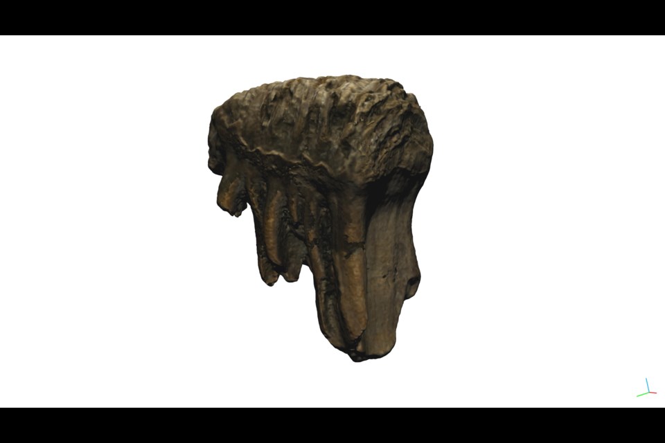 This mammoth molar tooth was discovered by seven-year-old Wyatt Werner in 2013 and will soon be on display at Tumbler Ridge's Dinosaur Discovery Gallery.
