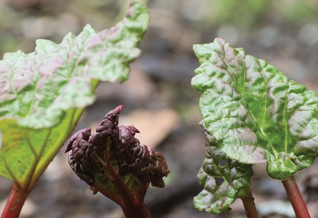 Getting into the garden after a long winter