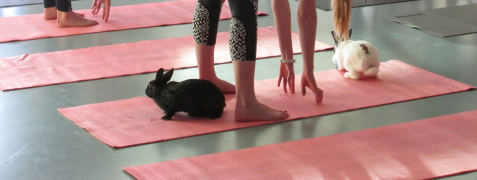 bunny yoga