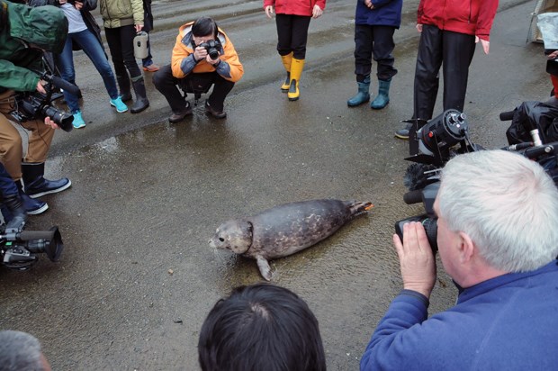 seal