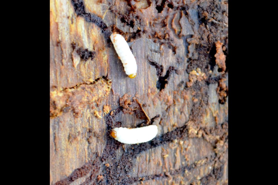 An image of spruce beetle larvae.