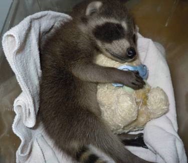 Blog: Pet Raccoon? - Delta Optimist