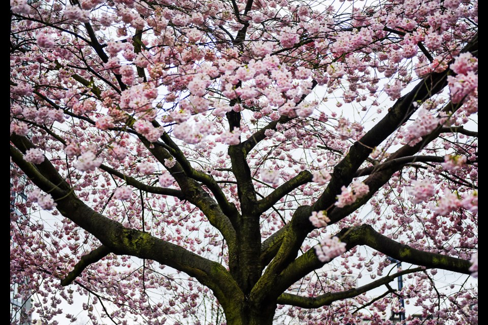 The akebono cherry trees are in bloom, as are the accolades, pandoras, and whitcombs, to name a few of the 55 species found in Metro Vancouver.