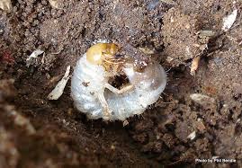 chafer