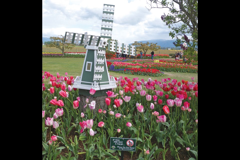 Tulips Bloom Arrangement - 100 tulips in Valley Village, CA