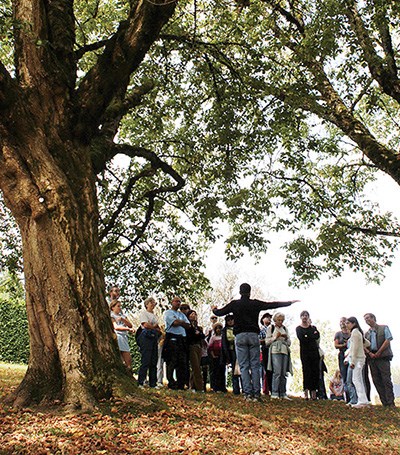 Treefest