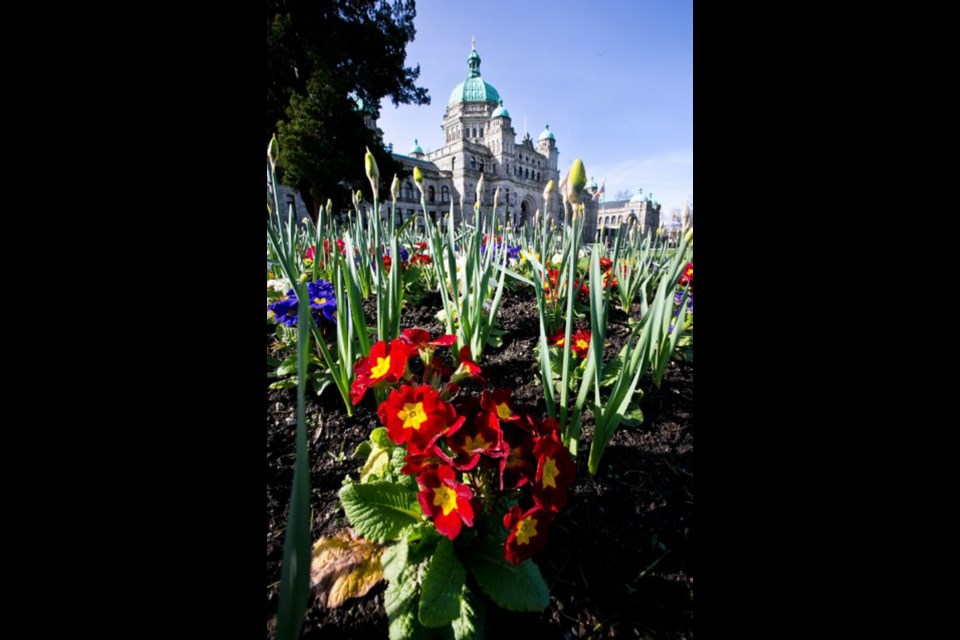 With spring in bloom, flowers proliferate in the Inner Harbour.