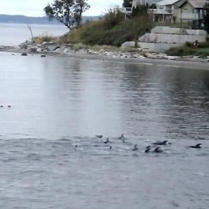 Dolphins off the coast of Powell River