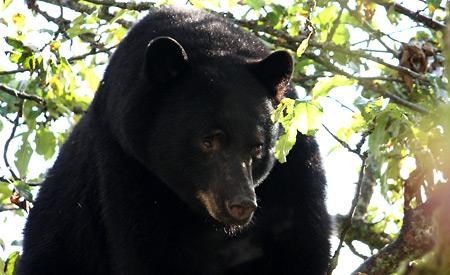 Backyard bears trigger need for public awareness