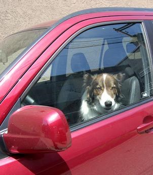 Dog days of summer spell danger for pets