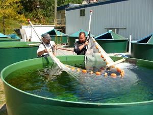 Upcoming gala raises funds for salmon