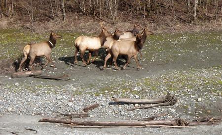 Conservation officers arrest three for poaching