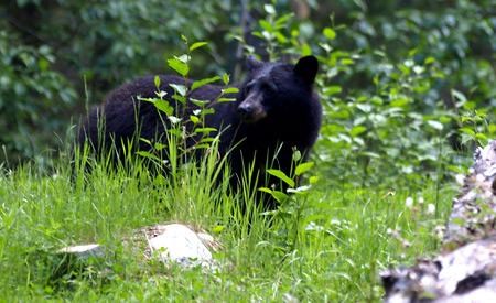 Hungry bears search for food in spring