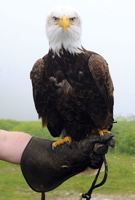 Rocco the bald eagle doesn't get too many challengers in staring contests.