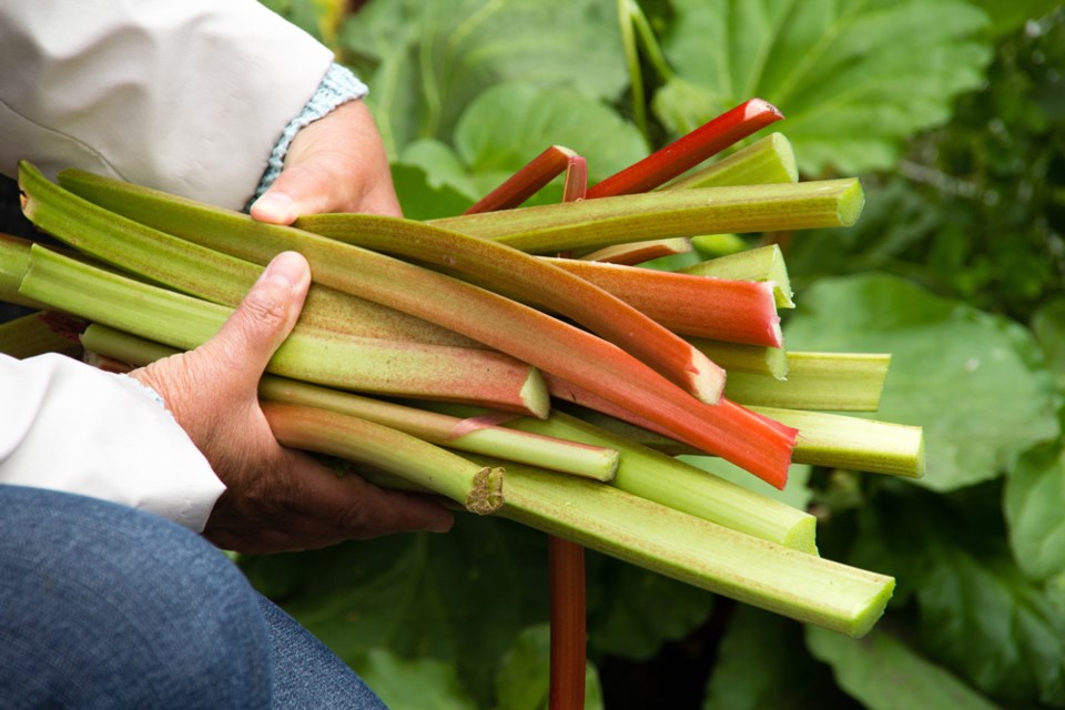 Rhubarb