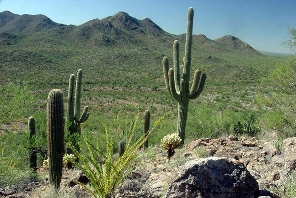 Arizona desert