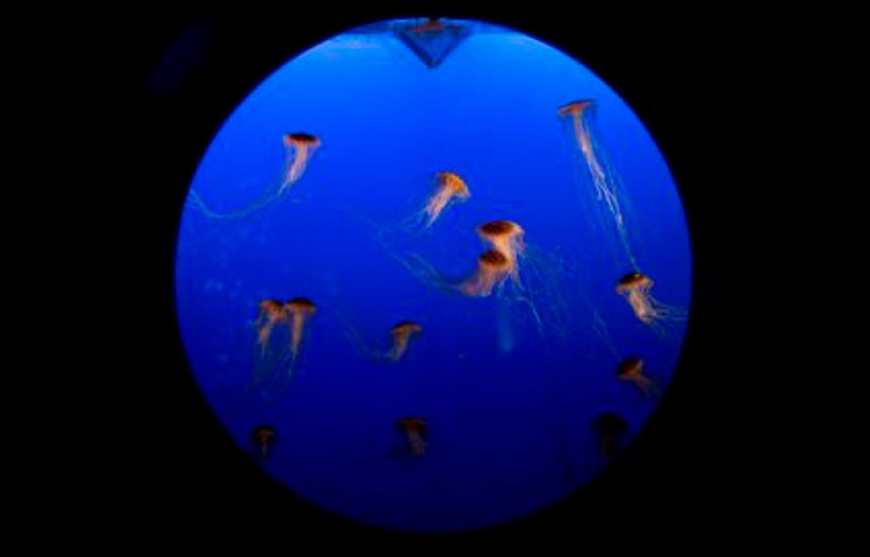 d4-0320-jellyfish-clr.jpg