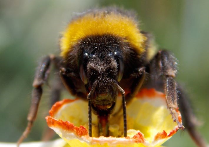 beneficial-bugs.29.jpg