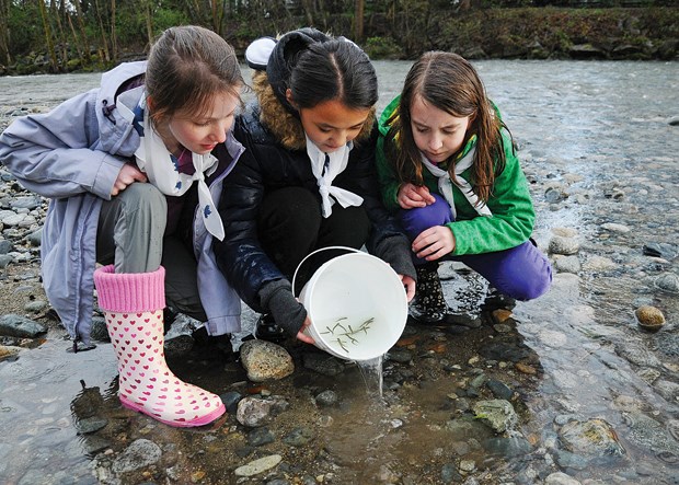 salmon release
