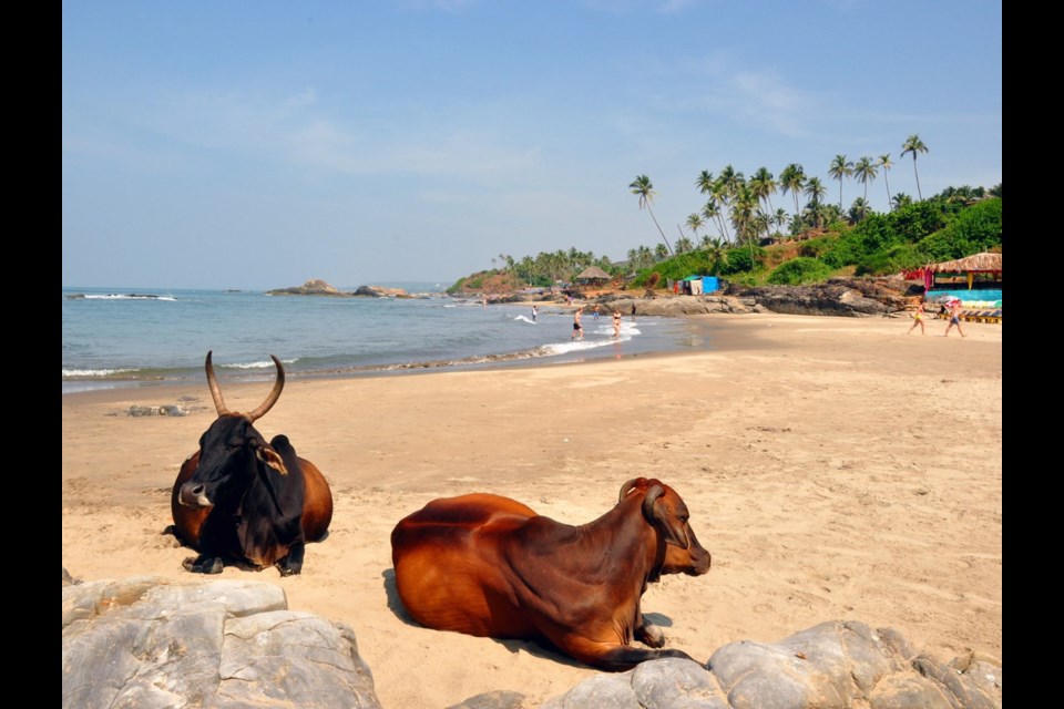 Cows share the sand with sunbathers at Vagator Beach, Goa, on India's west coast.