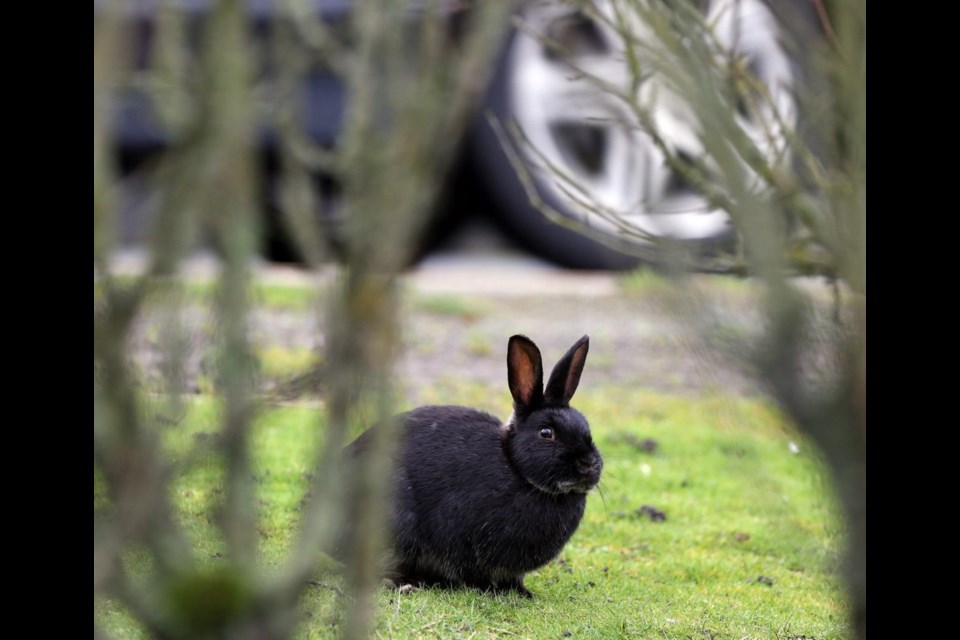 A fundraiser is being held Thursday to support the rescue of rabbits that have taken up residence near the Helmcken Road overpass.