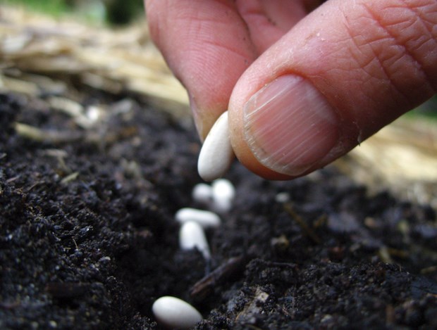 Spring’s arrival means it’s time to seed