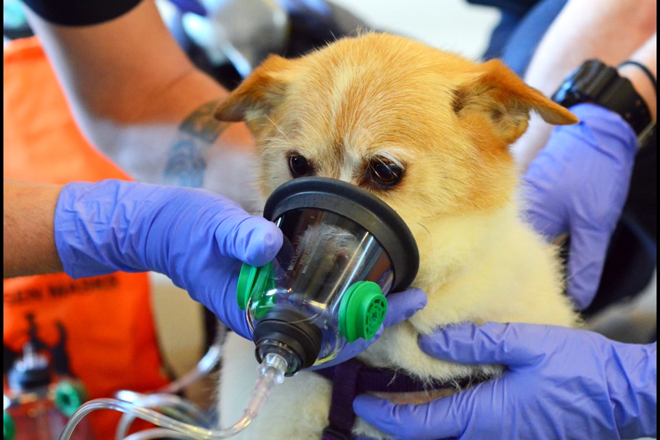 Coun. Lorrie Williams dropped by the Glenbrook fire hall on Monday with her pups, who demonstrated the fire department’s new oxygen masks designed for animals. Pictured here is Max, who is a good boy while trying on the oxygen mask.