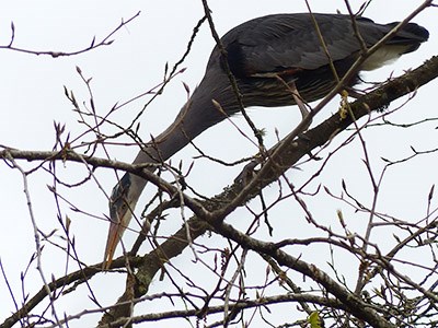 heron
