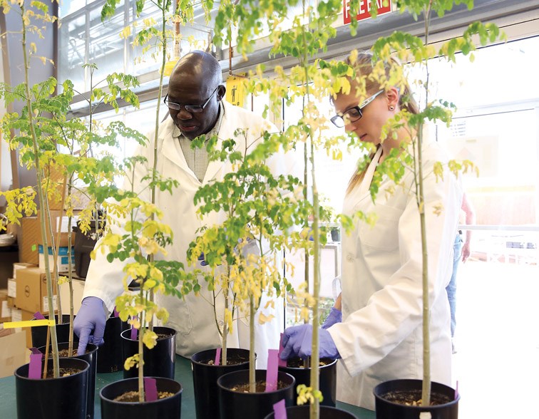 Dr. Chris Opio (left), Ecosystem Science and Management professor at UNBC, and Chandehl Morgan (right), graduate student, examine Moringa oleifera trees at UNBC on Wednesday. Research is being done to determine the viability of using the tree's roots as a point-of-use water treatment. Citizen Photo by James Doyle April 13, 2016