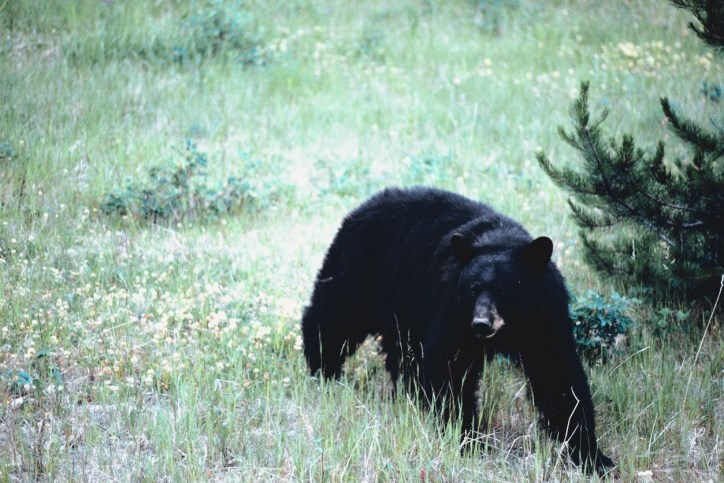 Bears Conservation Officer Service