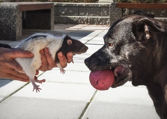 Peek-a-Boo the rat and dog-pal Princess enjoy a romp in the courtyard gardens of owner Dianne Briss
