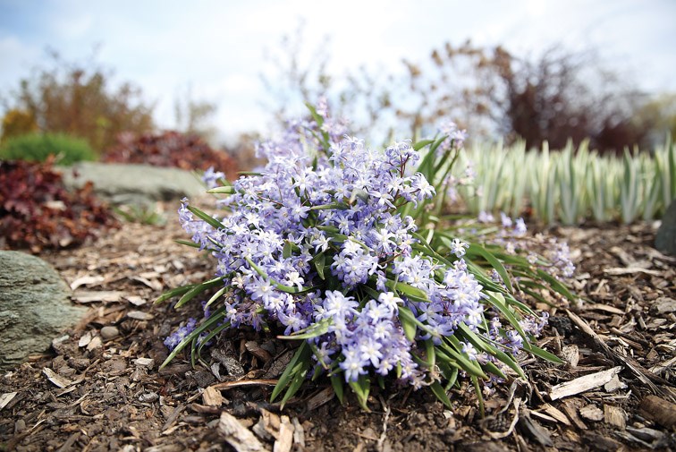 A warmer than normal spring has allowed flowers to bloom earlier than usual as seen at a garden on Connaught Hill Park on Friday. Citizen Photo by James Doyle April 15, 2016