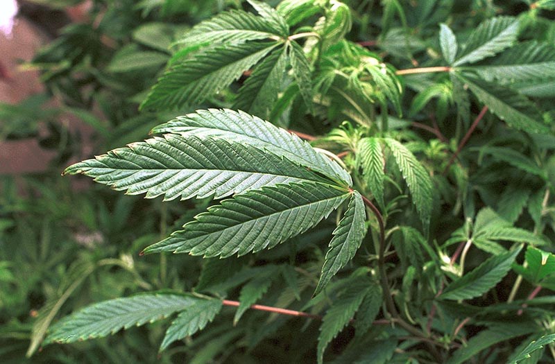 4/20