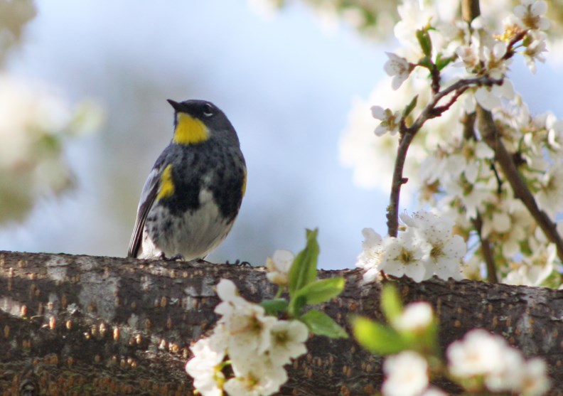 birding