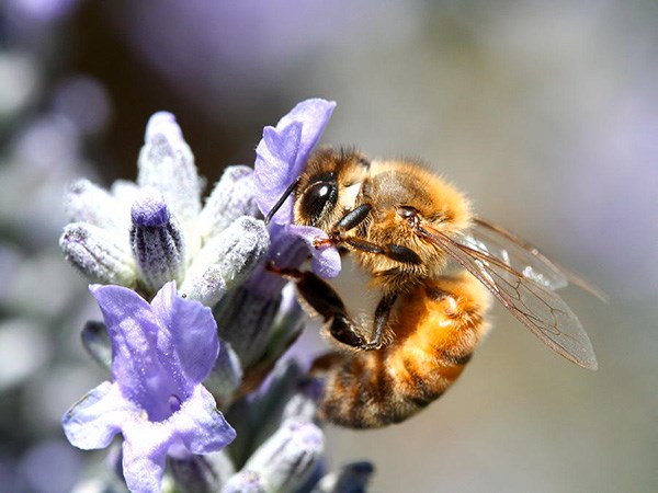 Bee