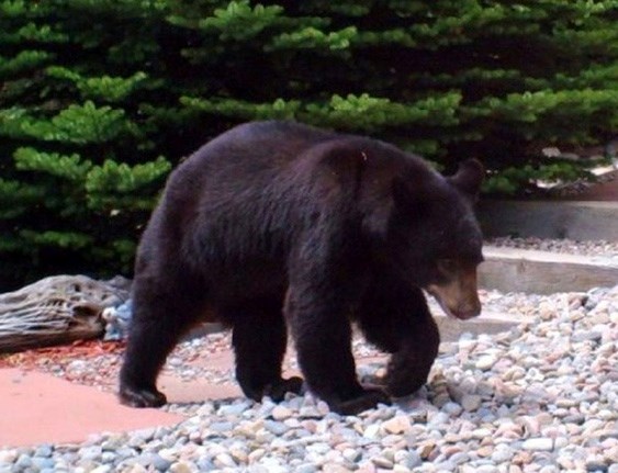 bear shot