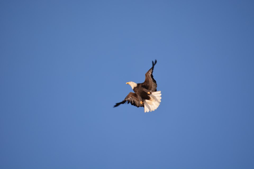 bald eagles on Bowen