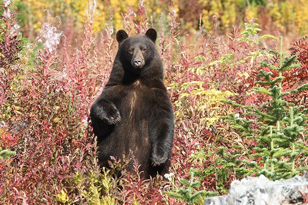 bear