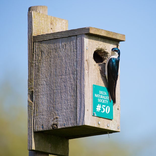 A tree swallow visits a nest box at Kings Links.