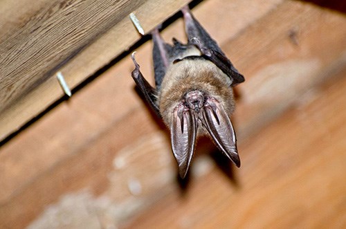 Townsend’s big-eared bat