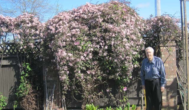 John Ross, 96 shows off his prize clematis in his garden near Williams Road and Railway Avenue.