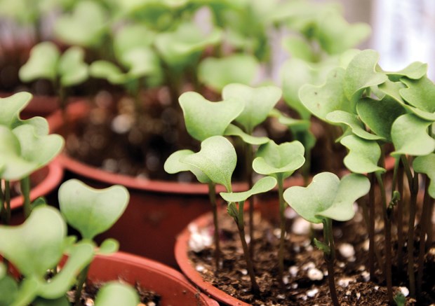 Early spring pushes planting