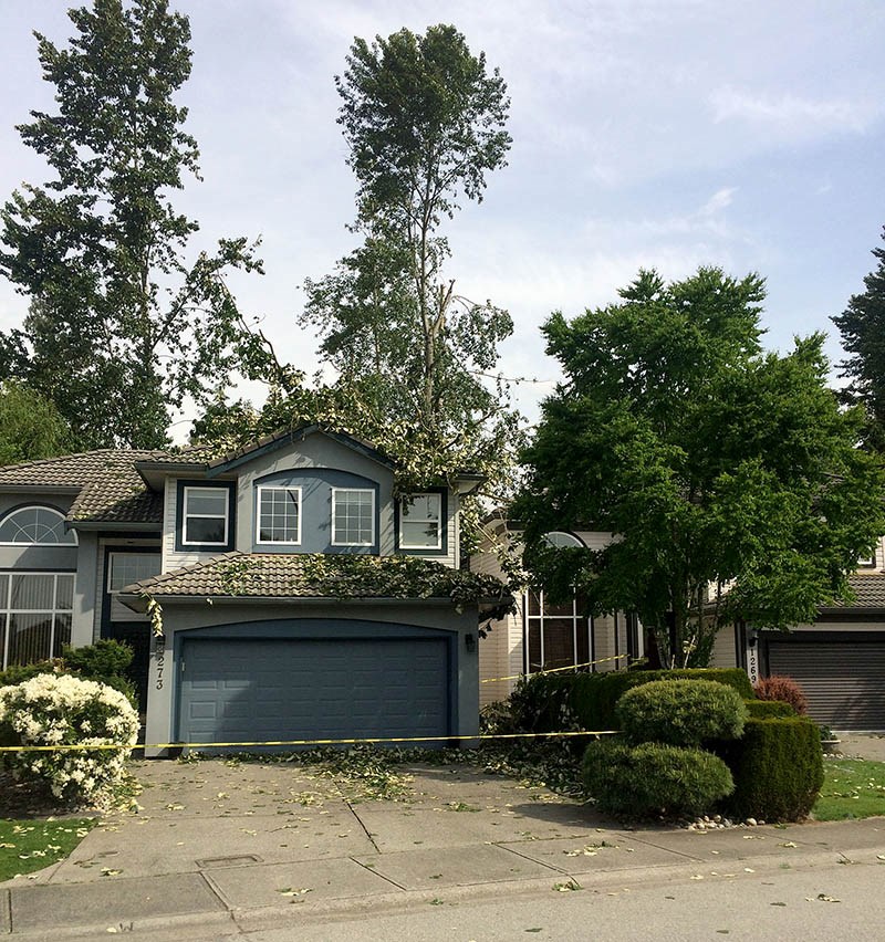 Tree Damaged House