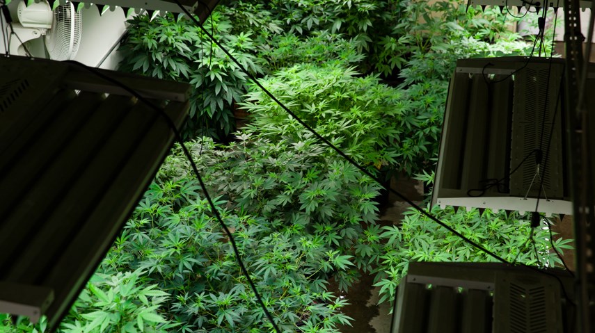 Marijuana grow-op room