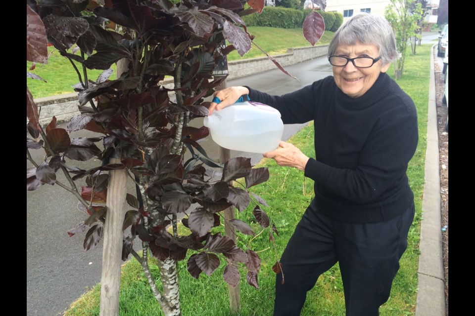 Shurl Nicholls has a rain-catching system that includes 50 recycled milk jugs. She saves the rain to water neighbourhood trees and the flowers around her Edmonds apartment building. This is one of the trees she keeps an eye on.