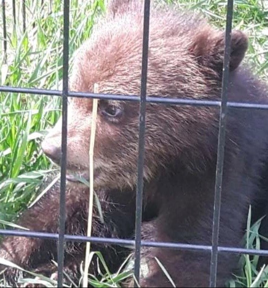 Bear cub