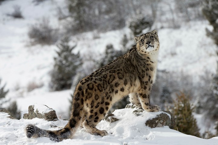 SnowLeopard